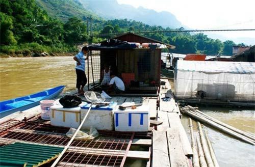Nuôi 'thủy quái' trên sông Gâm: Khi 'chúa tể lòng sông' lớn lên trong lồng sắt