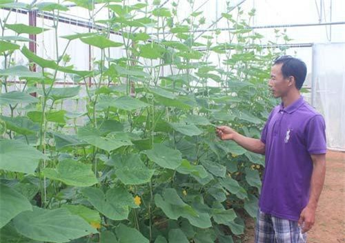 Rau sạch An Nông được người tiêu dùng đón nhận