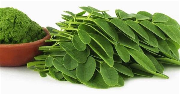 Tạo màu cho thực phẩm bằng lá chùm ngây