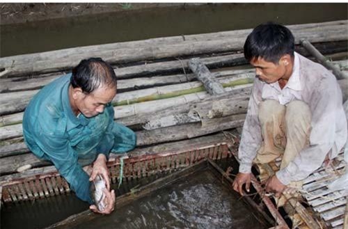 Tuyên Quang: Nuôi loài cá quý hiếm ở dưới sông, dân ở đây bán 600 ngàn/kg