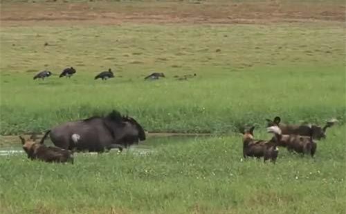 CLIP: Chó hoang dàn trận đoạt mạng linh dương đầu bò