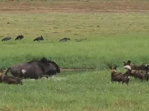 CLIP: Chó hoang dàn trận đoạt mạng linh dương đầu bò