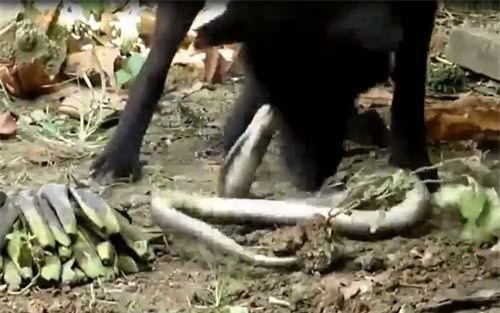 CLIP: Đi vào nhà dân, rắn hổ mang bị chó nhà 'xử đẹp'