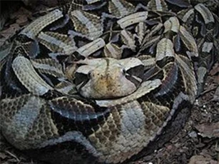 CLIP: Loài rắn kì lạ có 'dấu hiệu tử thần' ngay trên đầu