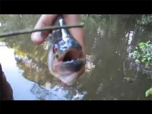 CLIP: Những loài cá ăn thịt người đáng sợ nhất trên thế giới