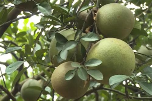 CLIP: Trở thành triệu phú nhờ 'ép' bưởi đường chín sớm