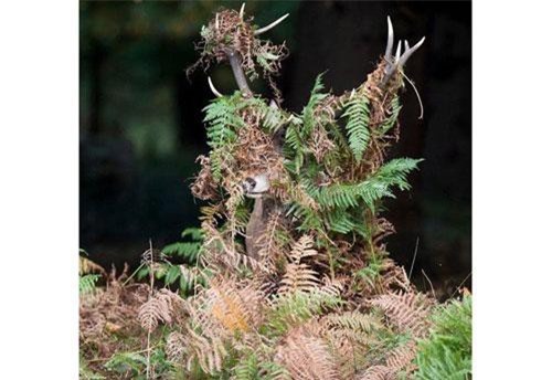 Chết cười với những khoảnh khắc vui nhộn trong thế giới động vật