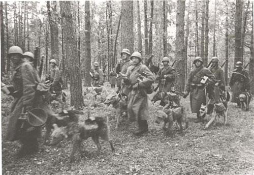 Cuộc chiến tranh có hơn 500.000 chú chó tham gia