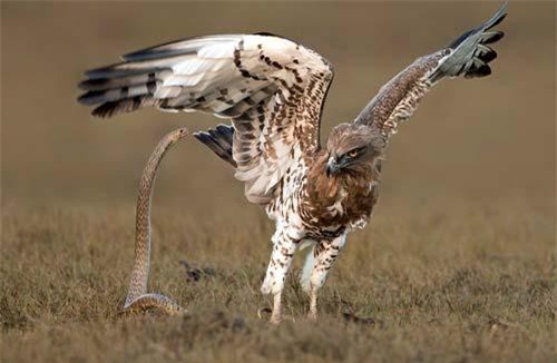 Cuộc tử chiến giữa đại bàng và rắn chuột