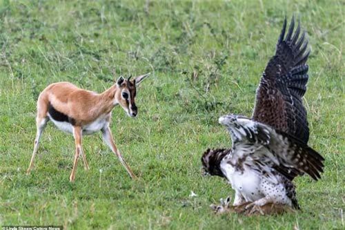 Đại bàng bắt con, linh dương mẹ quyết chiến trong bất lực