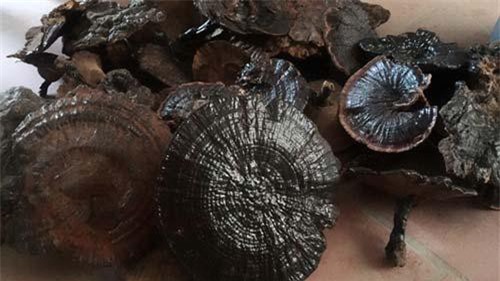 Đi rừng săn nấm linh chi đen, hái chổi tre: Thú vui kiếm tiền triệu