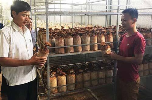 Gia Lai: Trồng nấm linh chi đỏ, nấm mối đen hữu cơ, mới 1 năm đã lãi 'khủng'