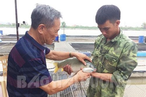 Hải Dương: Cựu chiến binh kiếm tiền tỷ mỗi năm từ nuôi cá từ cá đặc sản