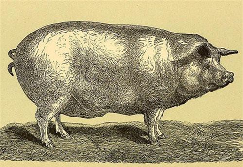 Hai cường quốc suýt rơi vào chiến tranh trong thế kỷ 19 chỉ vì... con lợn