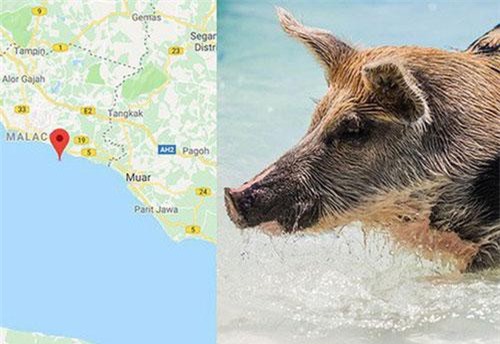 Hòn đảo đột nhiên bị cả một đội quân lợn rừng xâm chiếm, nhưng nguồn gốc của số lợn mới là thứ khiến nhiều người kinh ngạc