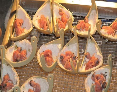 Sự thật 'nghề bạc tỷ' ở An Giang: Người là tỷ phú, kẻ 'ngậm bồ hòn'