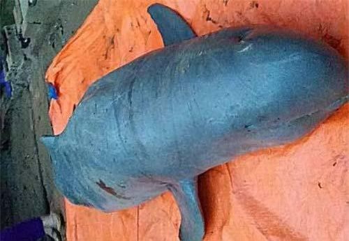 Sự thật truyền thuyết về loài cá hiểu tiếng người ở An Giang