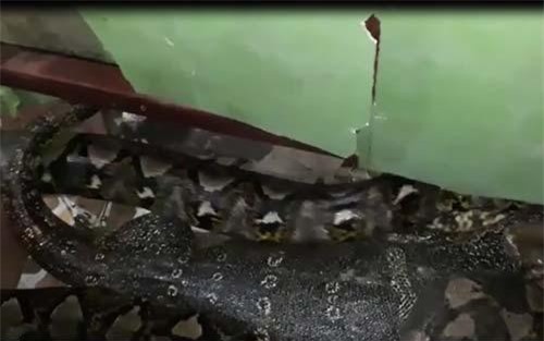 CLIP: Bị trăn khổng lồ nuốt chửng, kỳ đà vẫn sống sót diệu kỳ