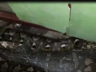 CLIP: Bị trăn khổng lồ nuốt chửng, kỳ đà vẫn sống sót diệu kỳ