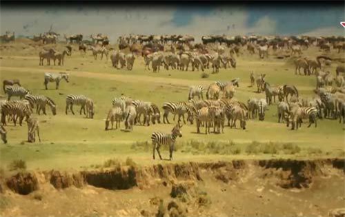 CLIP HOT (29/9): Ngựa vằn 'quá giang' cá sấu sang sông, body 'nóng tỷ độ' của idol Thái Lan