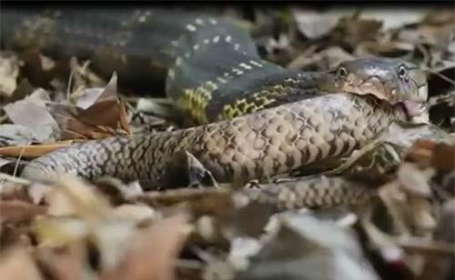 CLIP: Hổ mang chúa nuốt sống rắn chuột
