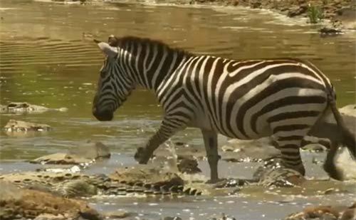 CLIP: Ngựa vằn đạp lên lưng cá sấu để sang sông