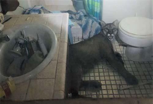 Đi chơi về nhà, cặp vợ chồng chết điếng khi phát hiện sư tử núi nằm chễm chệ ngay giữa phòng khách