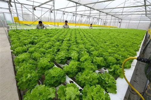 Doanh nghiệp tham gia bình ổn thị trường của TPHCM cung ứng cho nông dân hơn 3.000 tỷ đồng mỗi năm