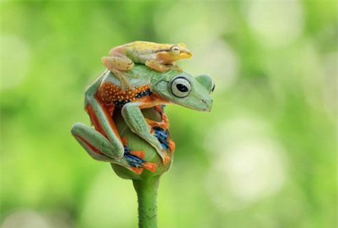 Ếch thủy tinh gan dạ trèo lên đầu ếch cây đòi cõng