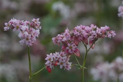 Hoa tam giác mạch nở sớm trên cao nguyên đá Đồng Văn