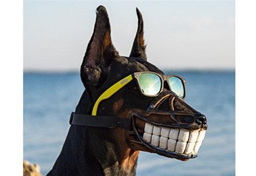 Khi chó cưng nhà người ta được rọ mõm