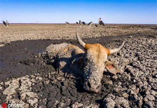 Khoảnh khắc rợn người của động vật hoang dã khiến ai cũng bị ám ảnh