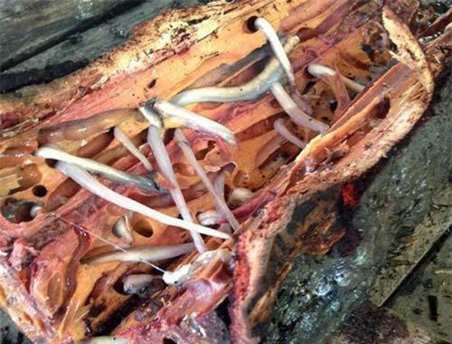 Loài cứ ra không khí là chết thành đặc sản 'ghê người' giá 360.000 đồng/kg