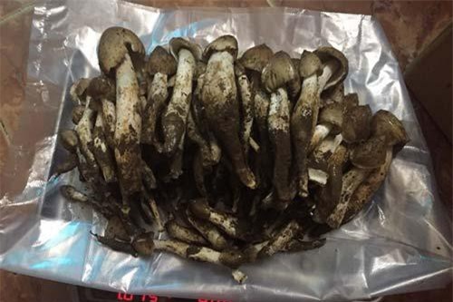 Nấm mối dính đầy đất, giá 800.000 đ/kg, muốn mua vẫn phải xếp hàng