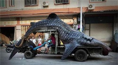 Những hình ảnh rùng rợn trong tự nhiên khiến bạn chỉ muốn ở nhà