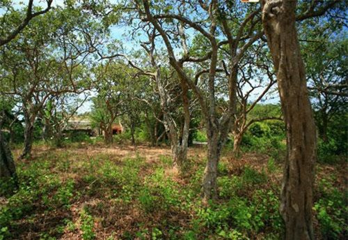 Tận mục cây nhãn trăm tuổi độc đáo nhất Việt Nam