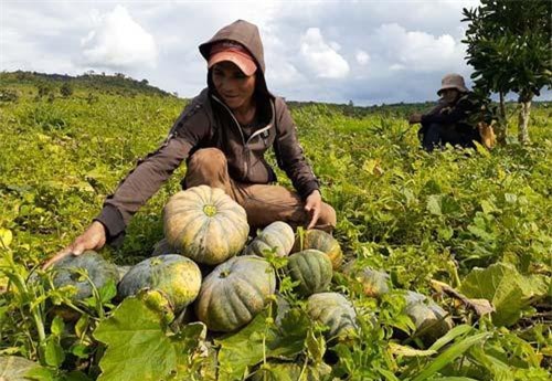 Thời tiết thất thường, dân 'khóc ròng' vì bí đỏ 'mất mùa, mất giá'
