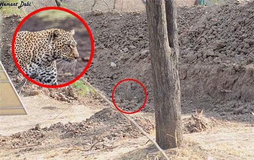 Bức ảnh gây lú lẫn cực mạnh: Chú báo đốm ngụy trang trốn dưới đống đất tài tình đến mức dân mạng nhìn mãi không ra