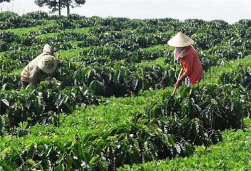 Cà phê tái canh ở Tây Nguyên đối mặt với dịch bệnh