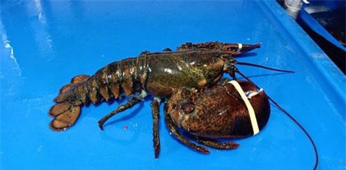 Đổ xô đi mua tôm hùm Alaska 170 nghìn đồng/kg, dân tình 'ngã ngửa'