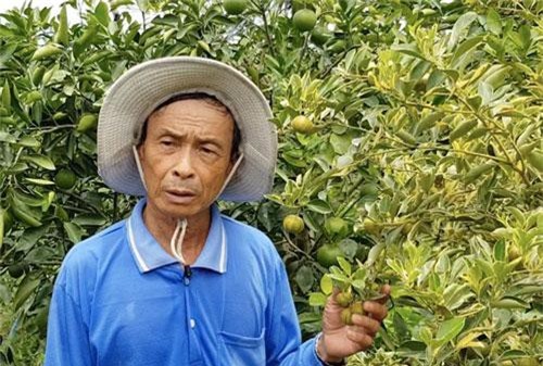 Đồng Tháp: Thu nhập cao nhờ trồng tắc cẩm thạch