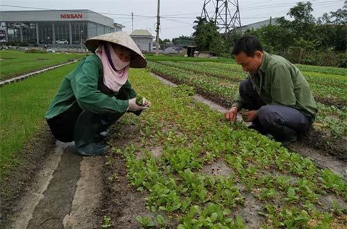 Giàu lên nhờ ươm rau giống