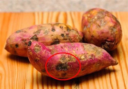 Khoai lang có 'điểm lạ' này hãy ném bỏ ngay kẻo dính độc