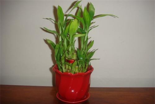 Muốn giàu có, thịnh vượng trong năm mới chọn 10 vật phẩm phong thủy này đặt trong nhà