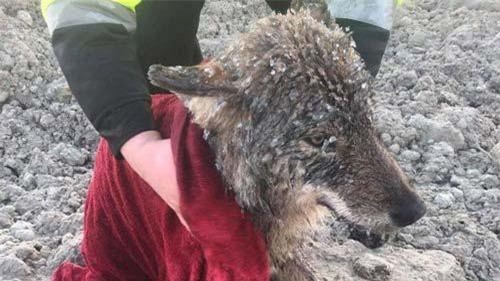 Tưởng chó đông cứng dưới băng, không ngờ vớt lên là sinh vật đáng sợ