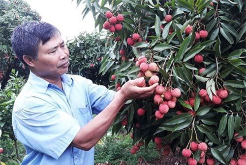 Xuất khẩu nông sản sang Trung Quốc: Kinh nghiệm Bắc Giang