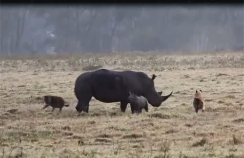 CLIP: Tê giác đại chiến linh cẩu bảo vệ con