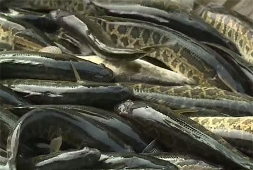 CLIP: Thu lãi 1,2 tỷ đồng/năm nhờ mô hình nuôi cá chuối hoa