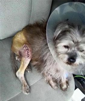 Câu chuyện rớt nước mắt về chú chó bị liệt đáng thương