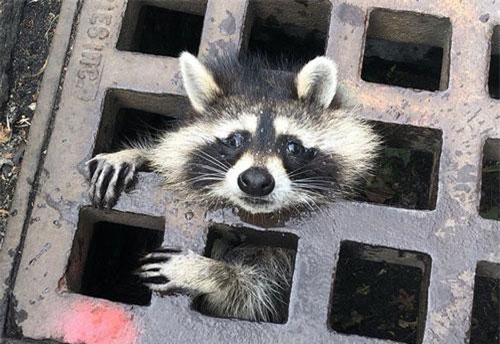 Gấu mèo rưng rưng cầu cứu lính cứu hỏa cực yêu